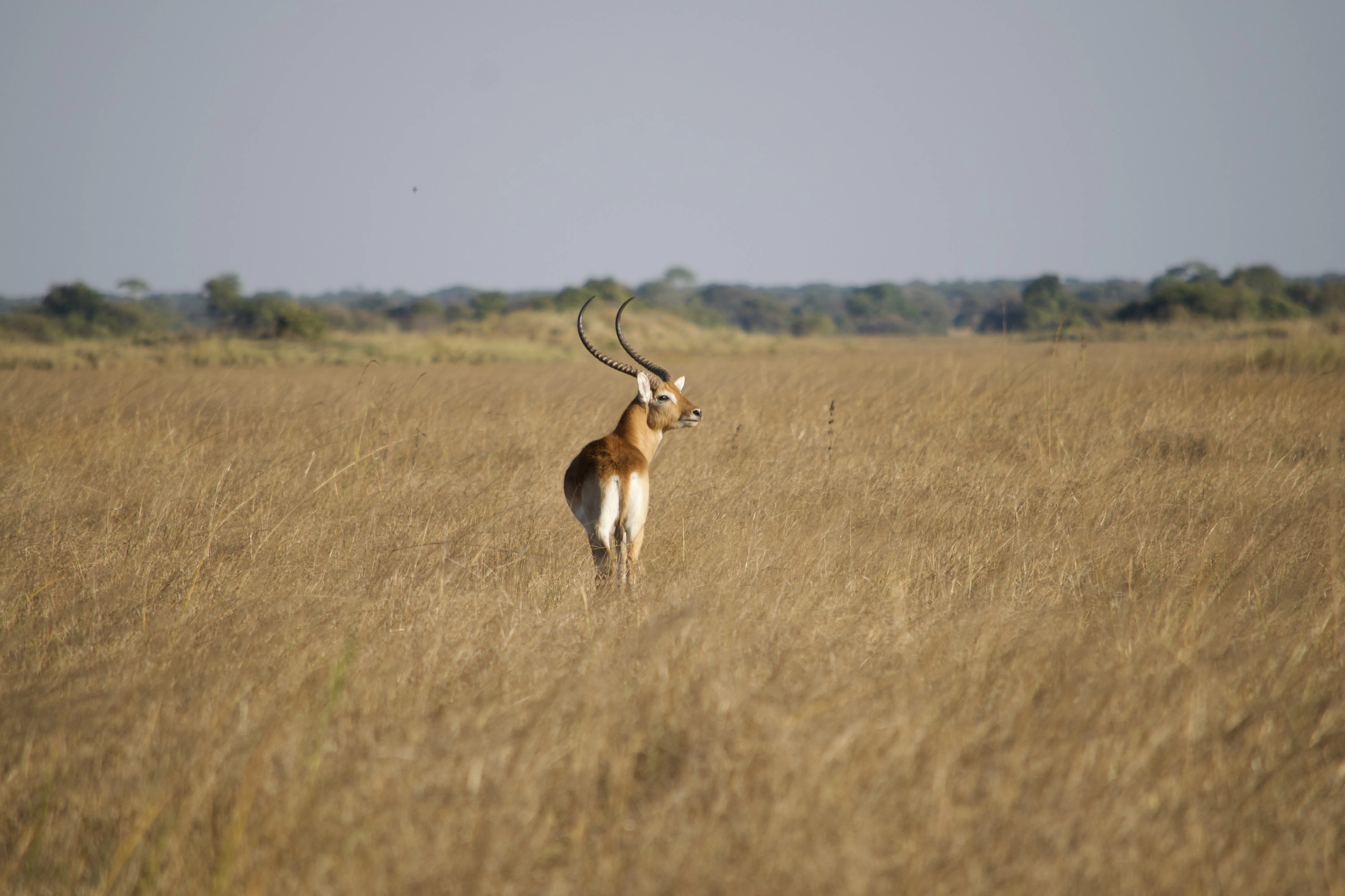 À la recherche du bec-en-sabot et du lechwe noir