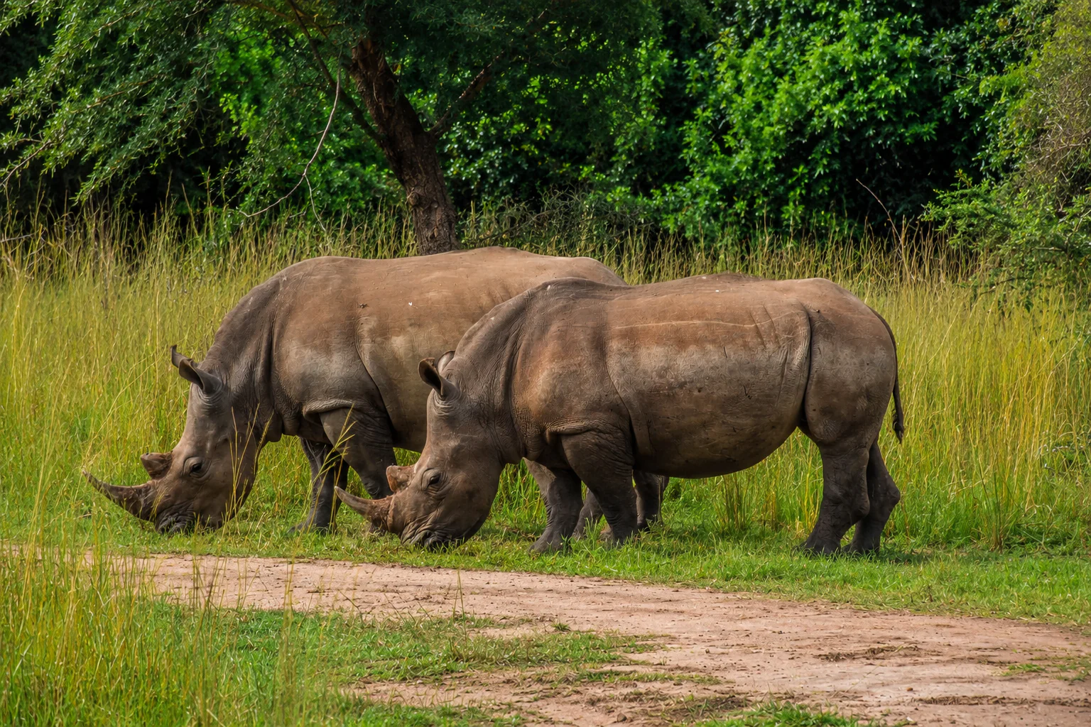 Rencontre à pied avec les rhinocéros