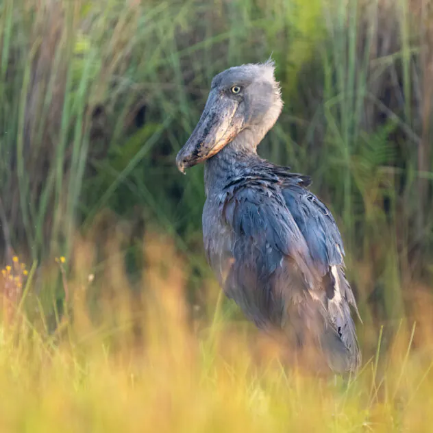 Zambie hors des sentiers battus : de Kasanka au North Luangwa