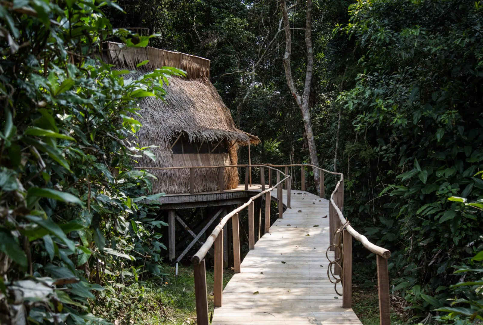 Immersion forestière d’exception au Congo