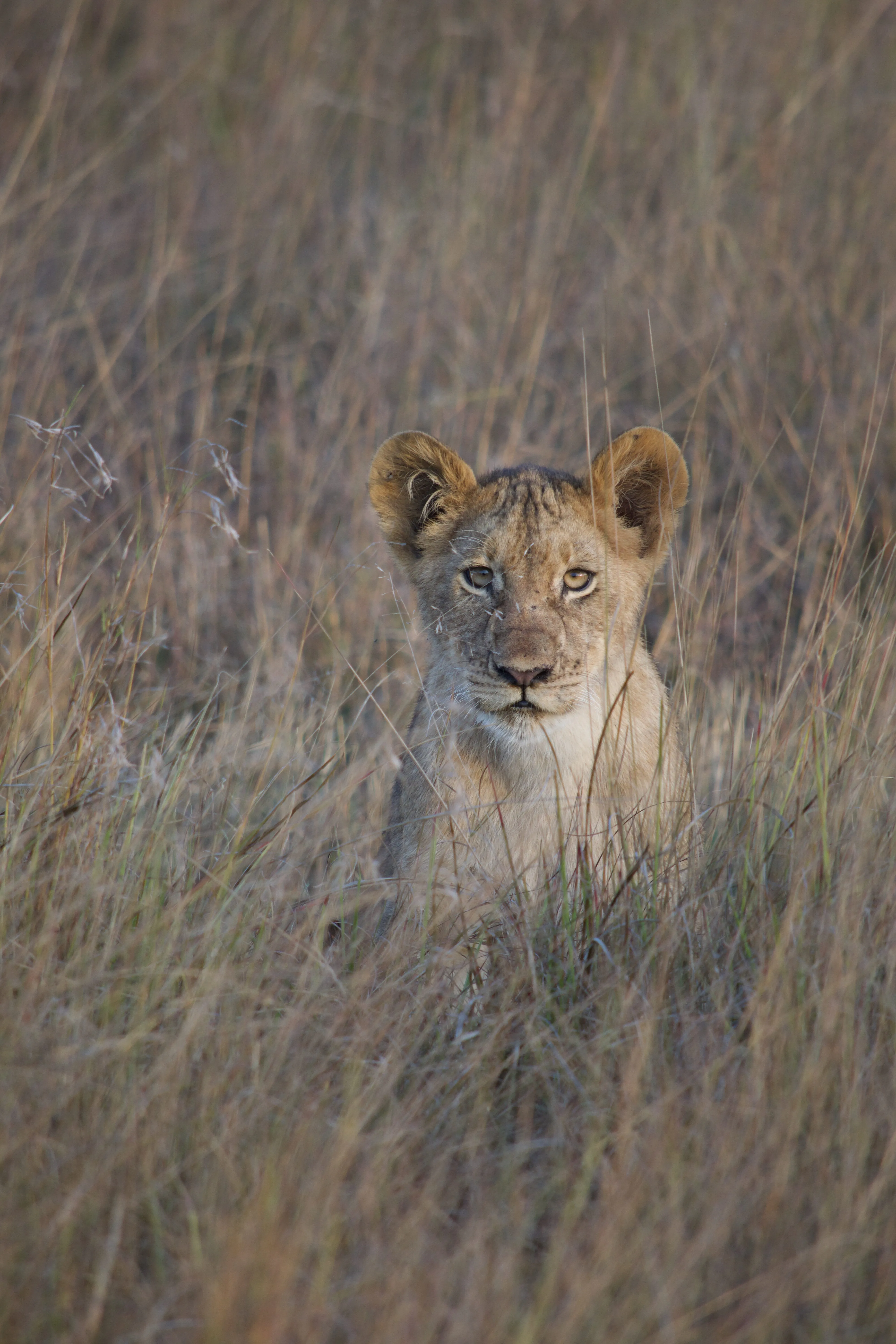 Busanga Plains - Le royaume des grandes plaines 