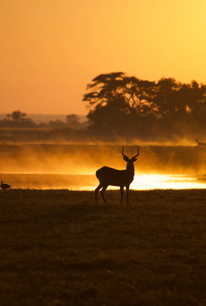 Busanga Plains - Aux premières lueurs 