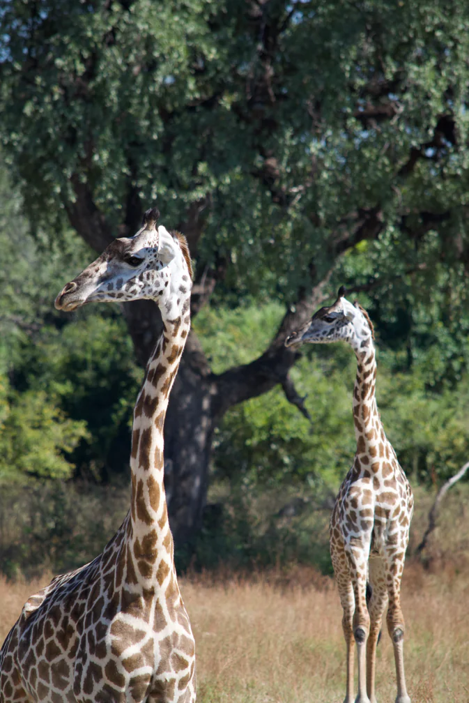South Luangwa - À hauteur de brousse 