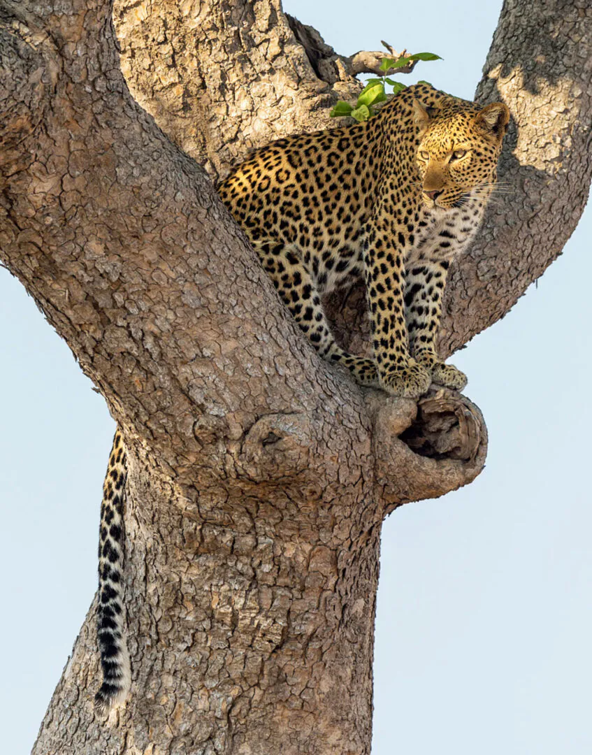 South Luangwa - Quand la nuit prend le relais 