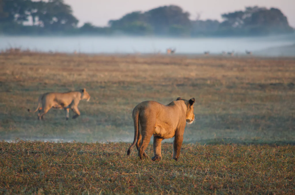 Safari à pied en Zambie : vivre la brousse autrement