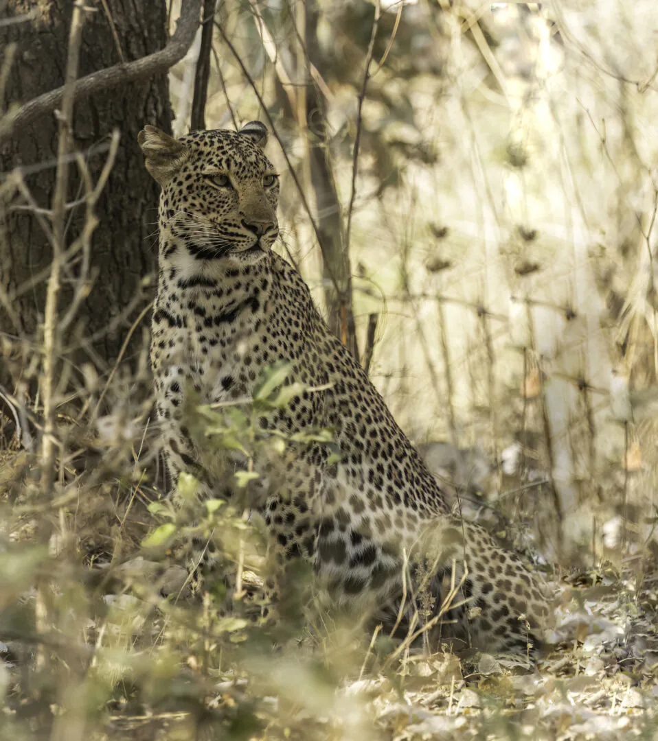 South Luangwa - Du jour à la nuit  