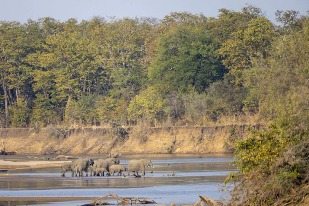 Quand partir en Zambie ? Meilleure période pour un safari
