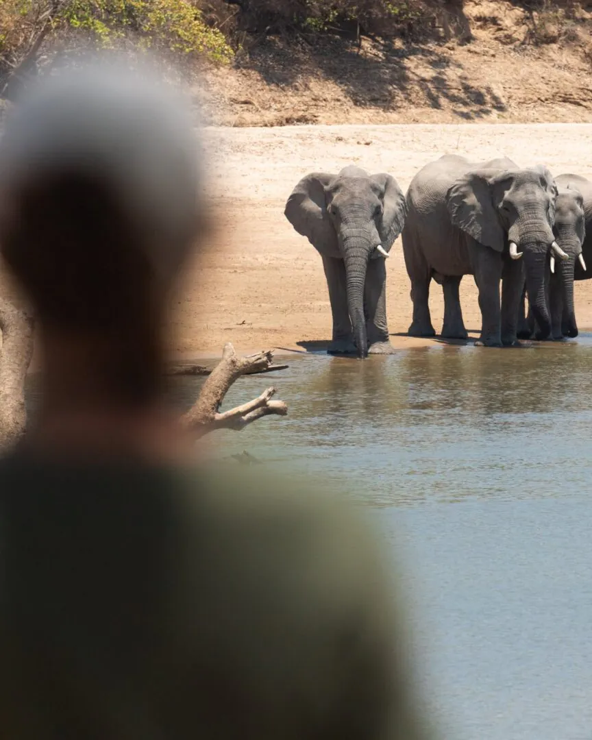 North Luangwa - La brousse à hauteur d’homme  