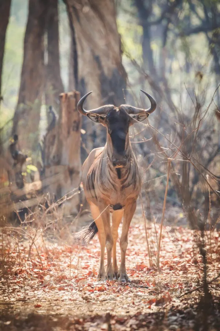 Bangweulu - North Luangwa : au cœur d’une Zambie sauvage  