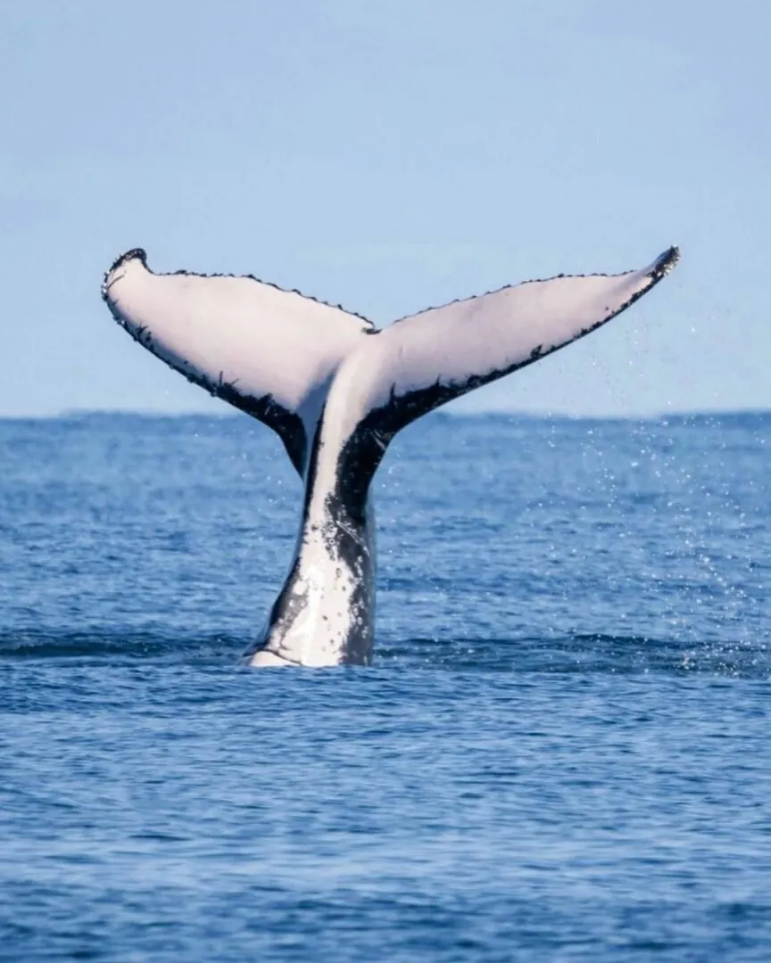 Ningaloo : Au rendez-vous des grands migrateurs