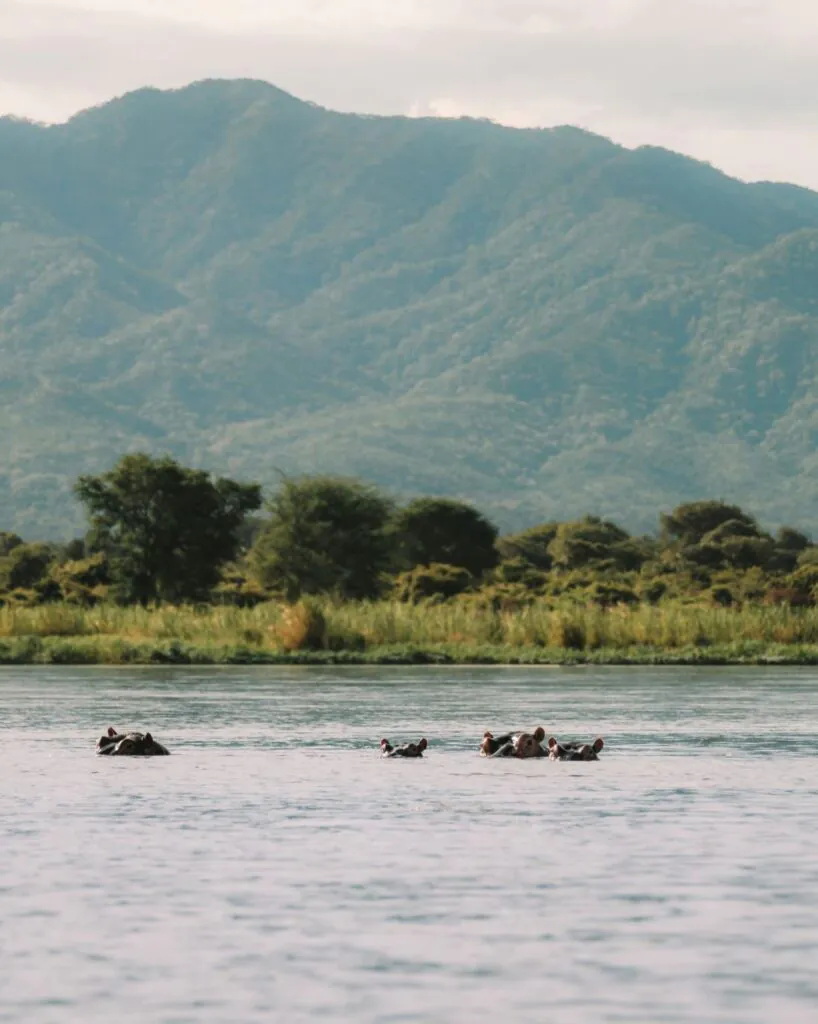 Quand partir en Zambie ? Meilleure période pour un safari