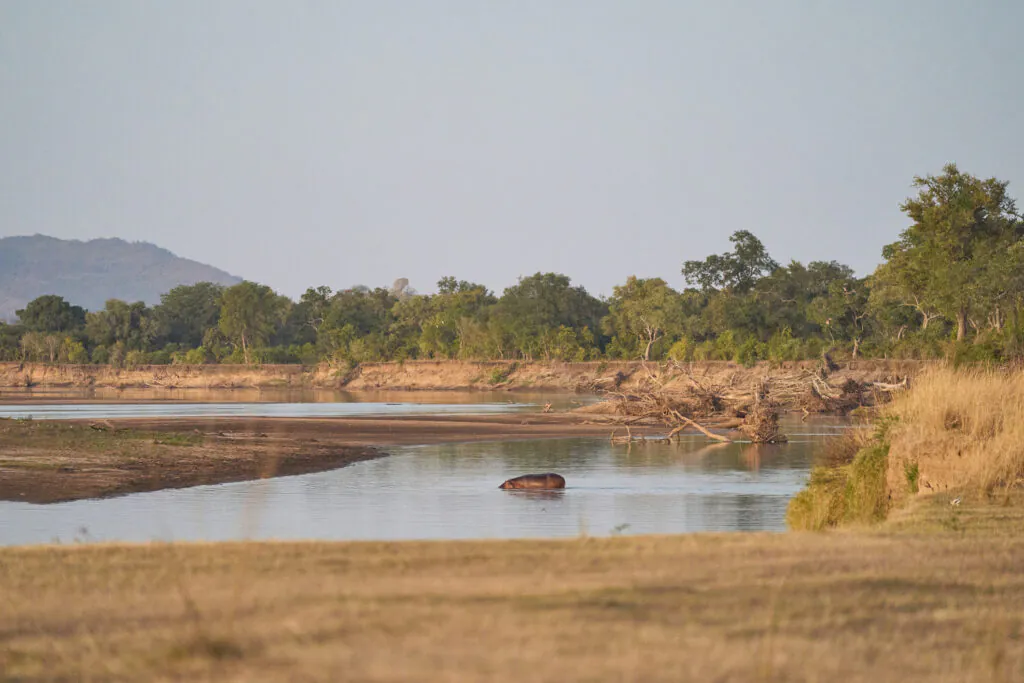 Safari à pied en Zambie : vivre la brousse autrement