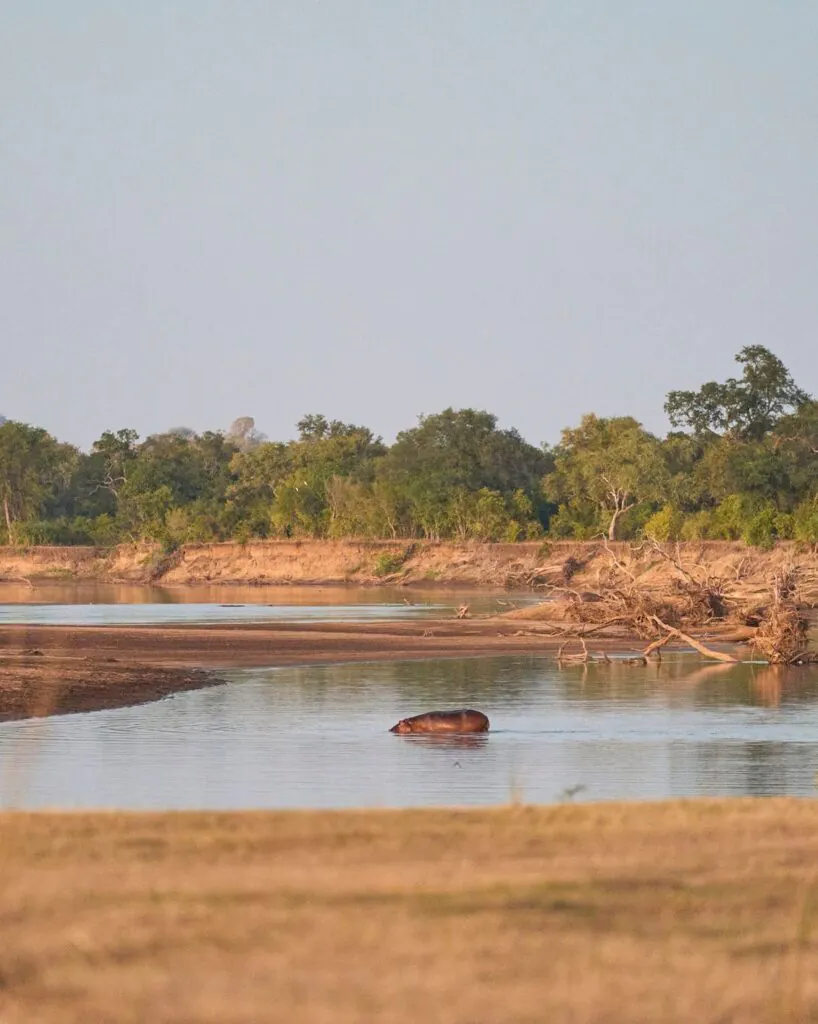 Quand partir en Zambie ? Meilleure période pour un safari