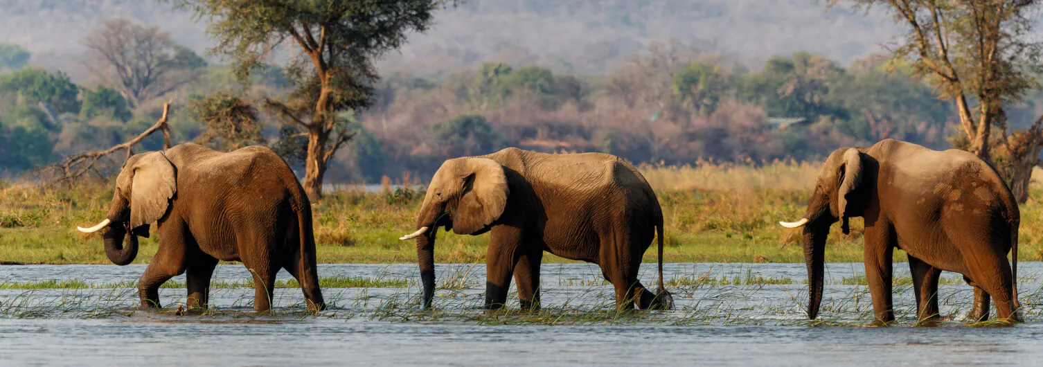 Safari à pied en Zambie : vivre la brousse autrement
