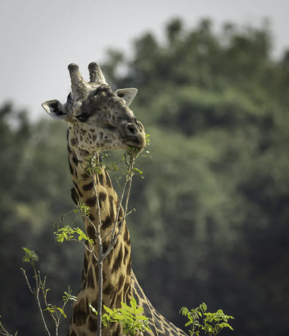 South Luangwa - Le safari quitte les pistes  
