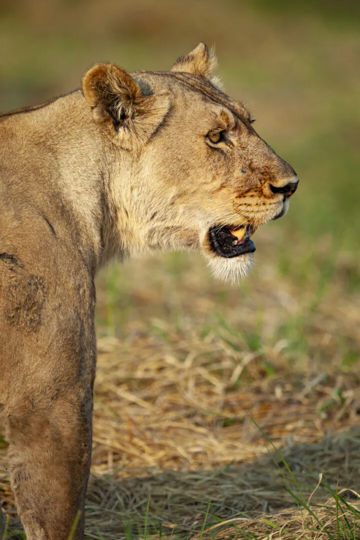 Bangweulu - North Luangwa : au cœur d’une Zambie sauvage  