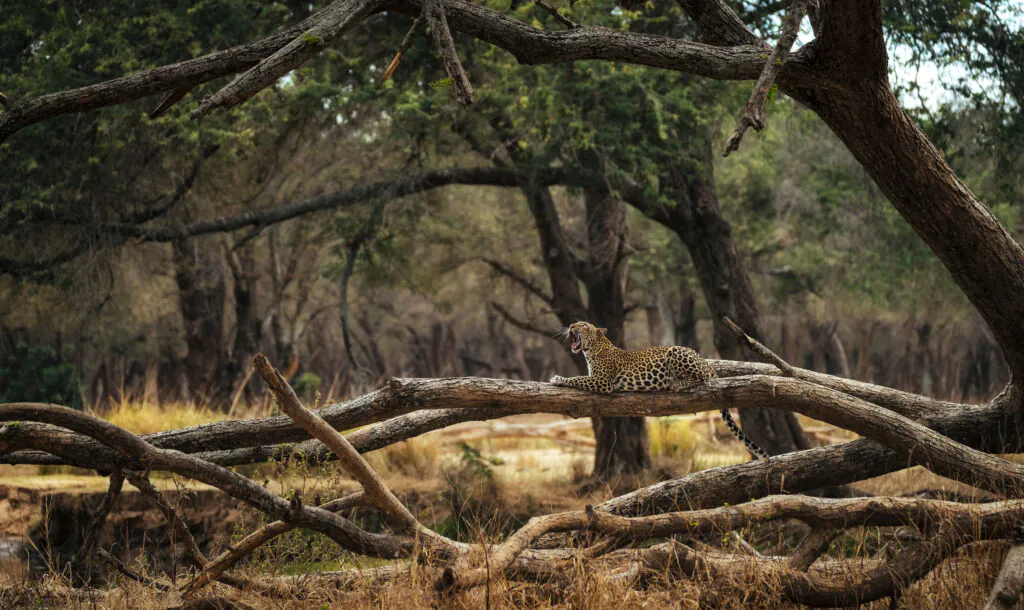 Quand partir en Zambie ? Meilleure période pour un safari