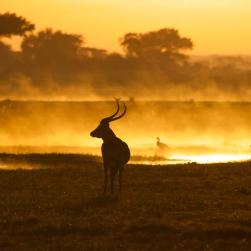 Une nuit au cœur de la brousse zambienne