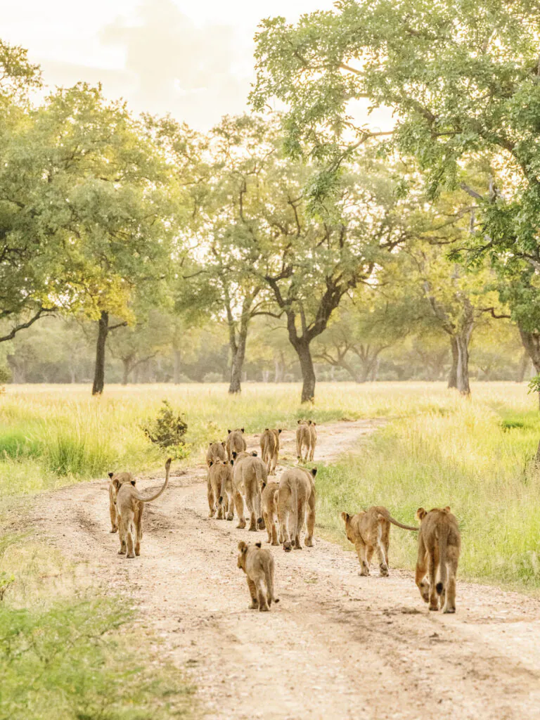 Safari en Zambie : quels parcs et réserves choisir ?