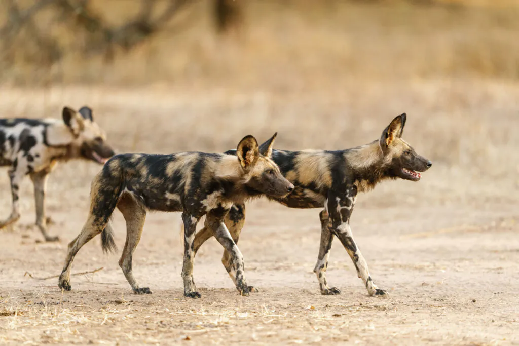 Safari à pied en Zambie : vivre la brousse autrement