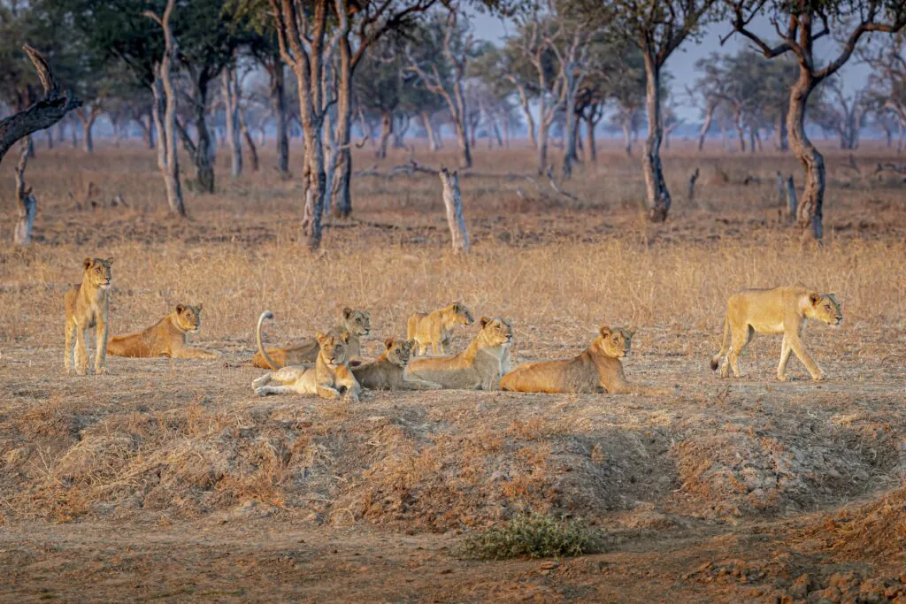 Safari à pied en Zambie : vivre la brousse autrement