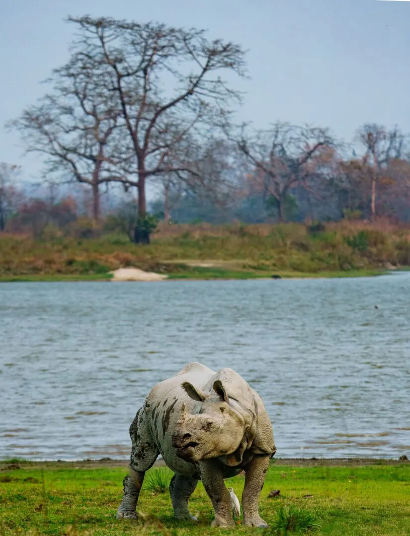 Kaziranga - Dans les hautes herbes de l’Assam 