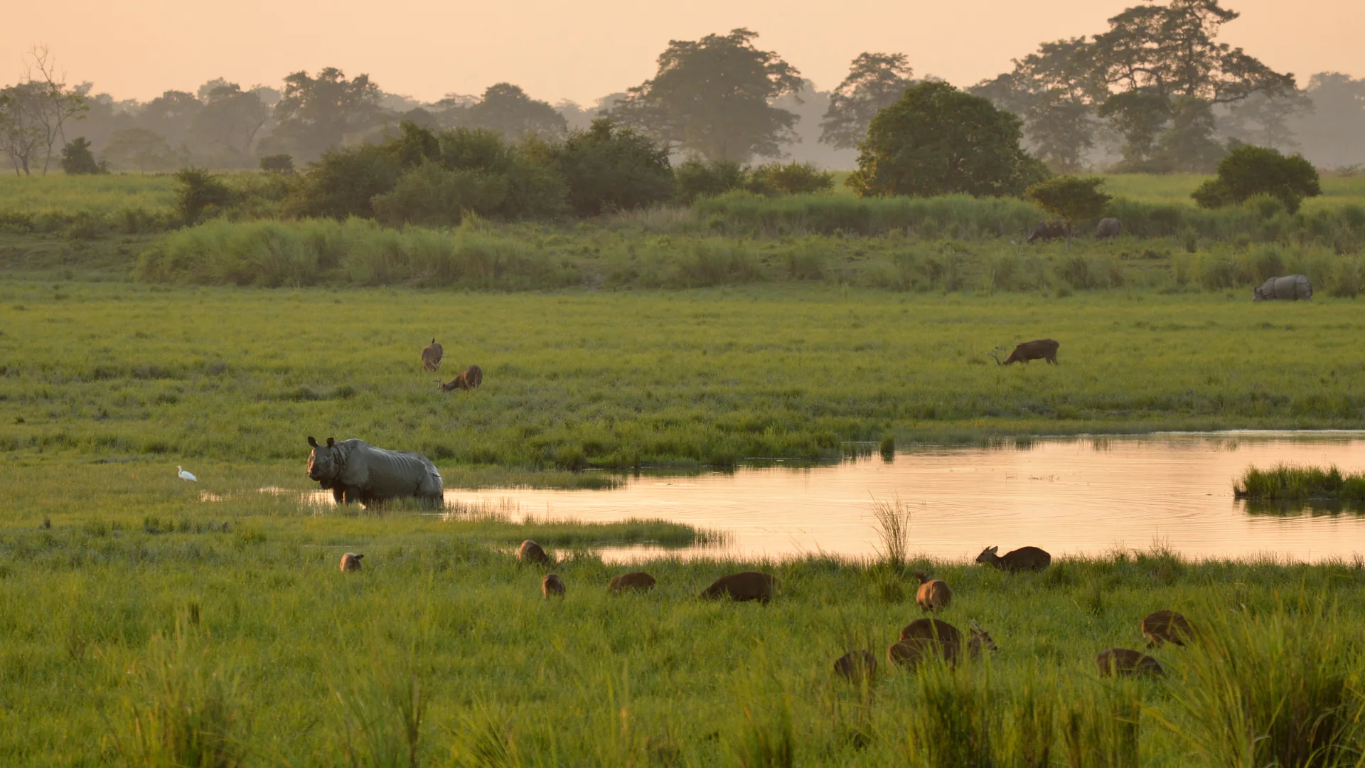 Kaziranga National Park