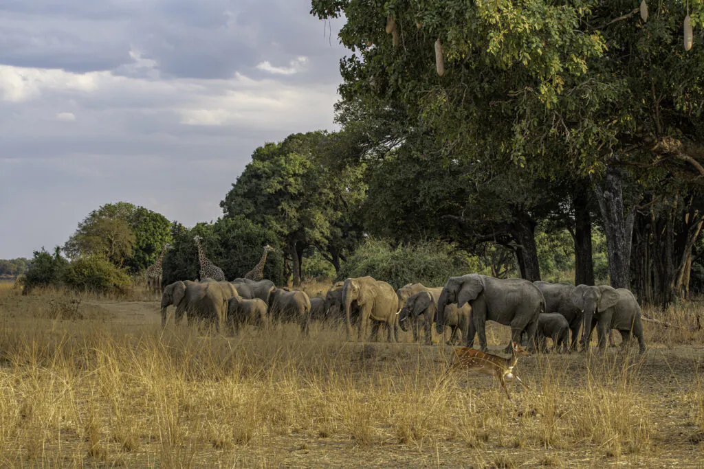 Safari à pied en Zambie : vivre la brousse autrement