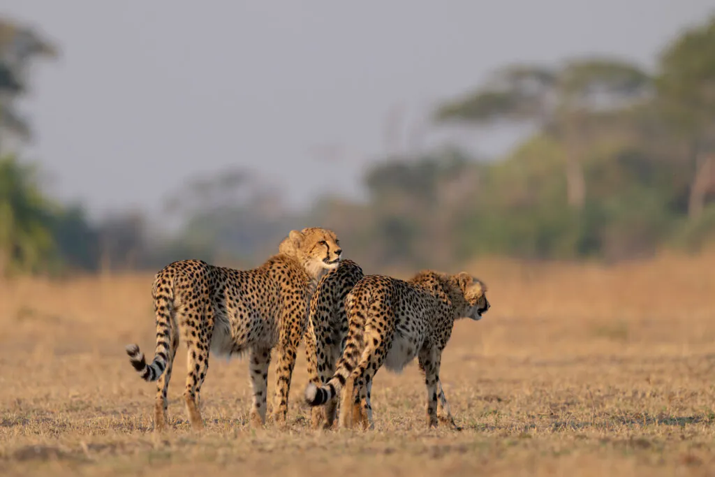 Safari en Zambie : quels parcs et réserves choisir ?