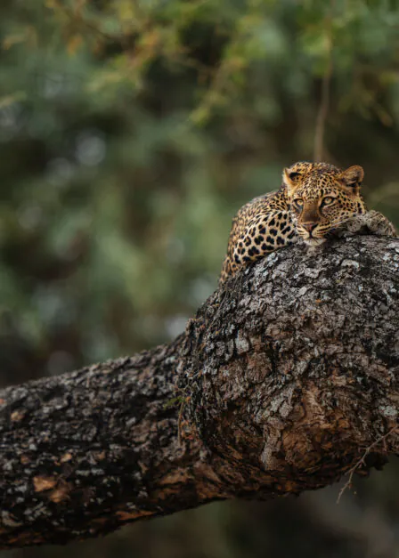 Lower Zambezi