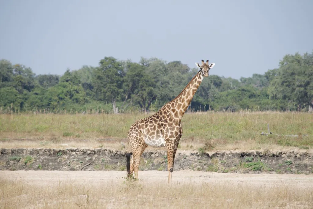 Safari en Zambie : quels parcs et réserves choisir ?