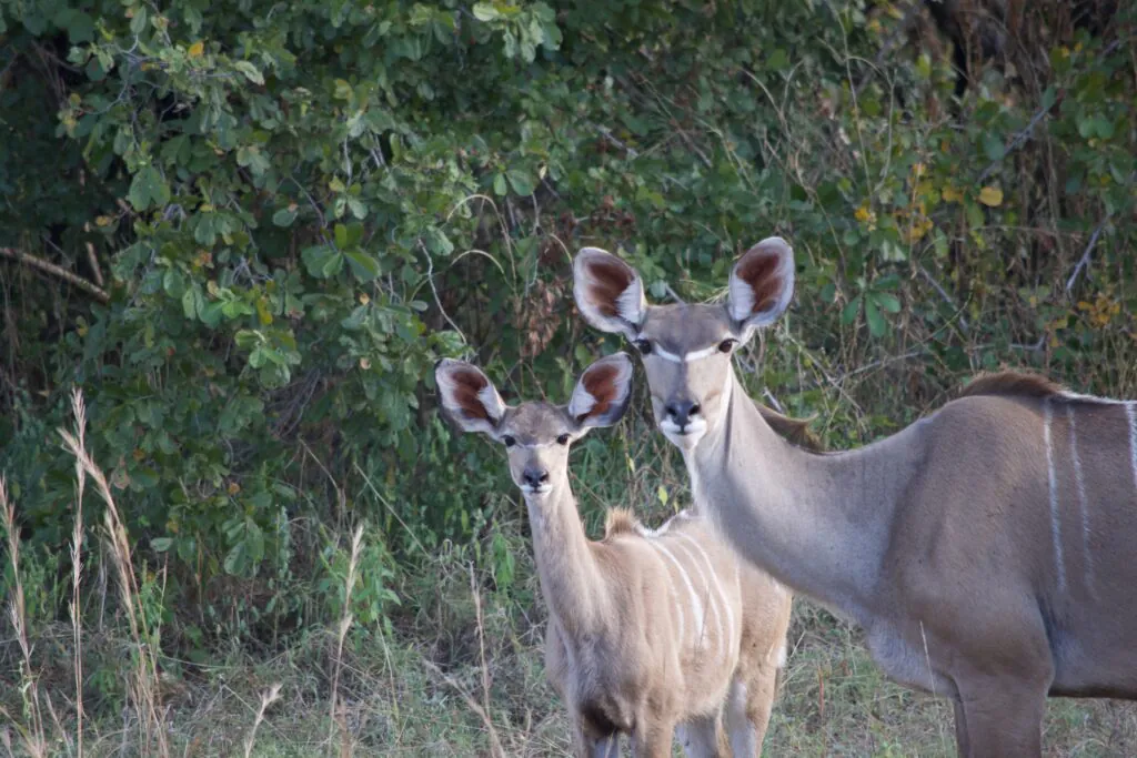 Safari à pied en Zambie : vivre la brousse autrement