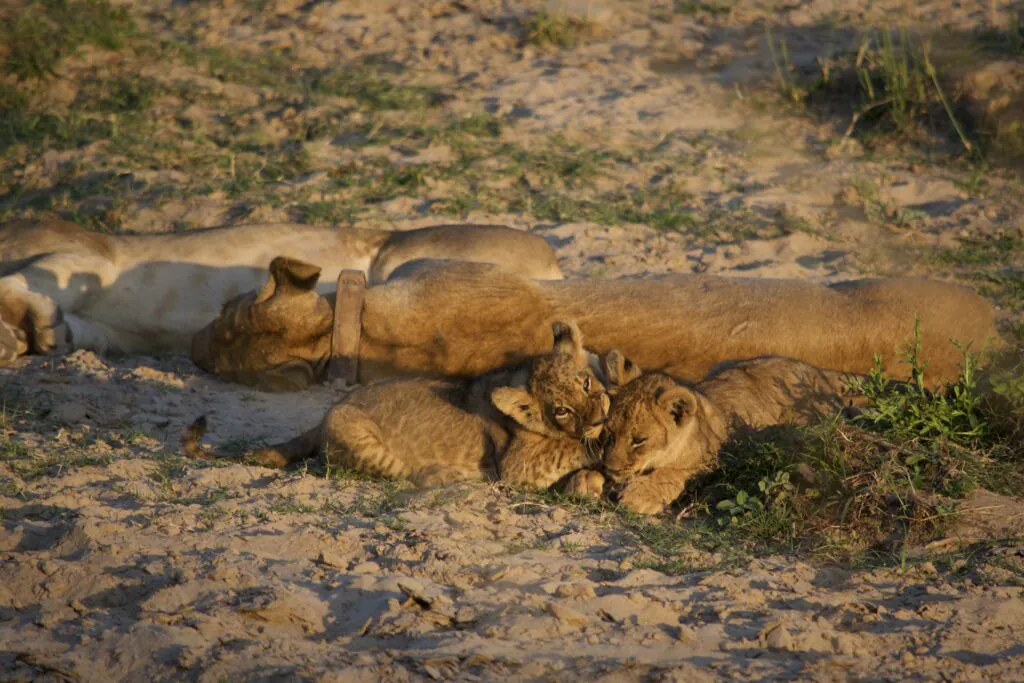 Safari en Zambie : quels parcs et réserves choisir ?