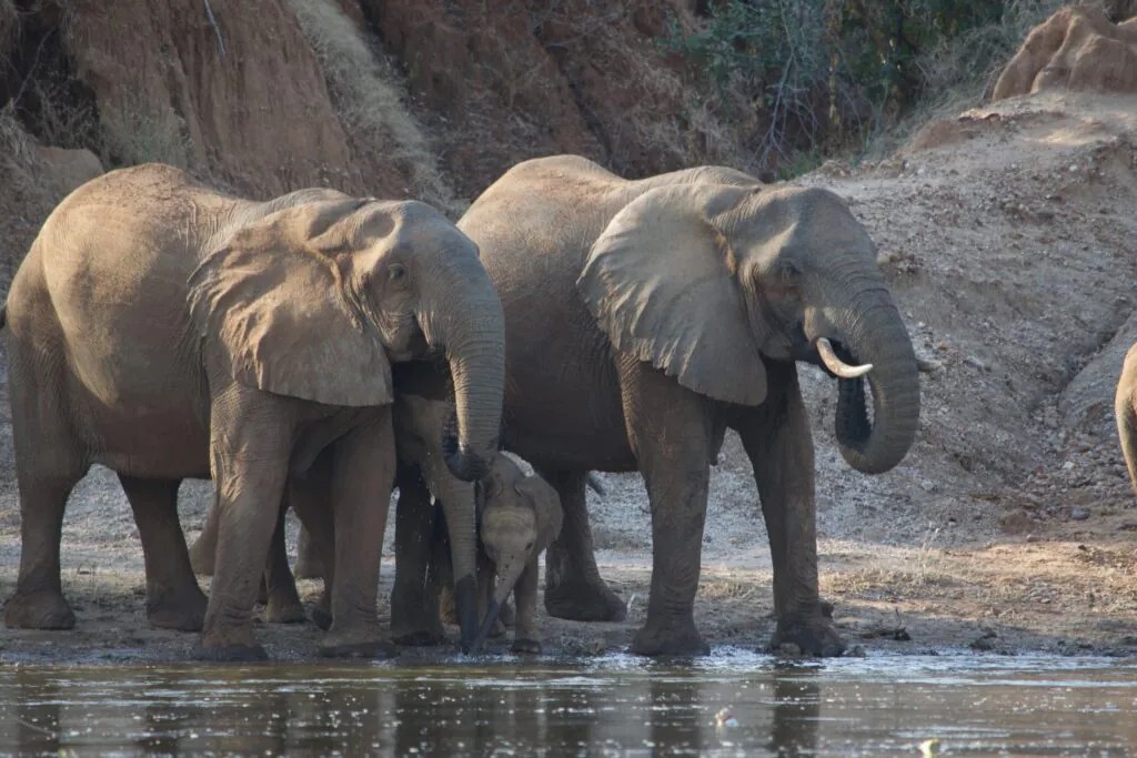 Safari en Zambie : quels parcs et réserves choisir ?