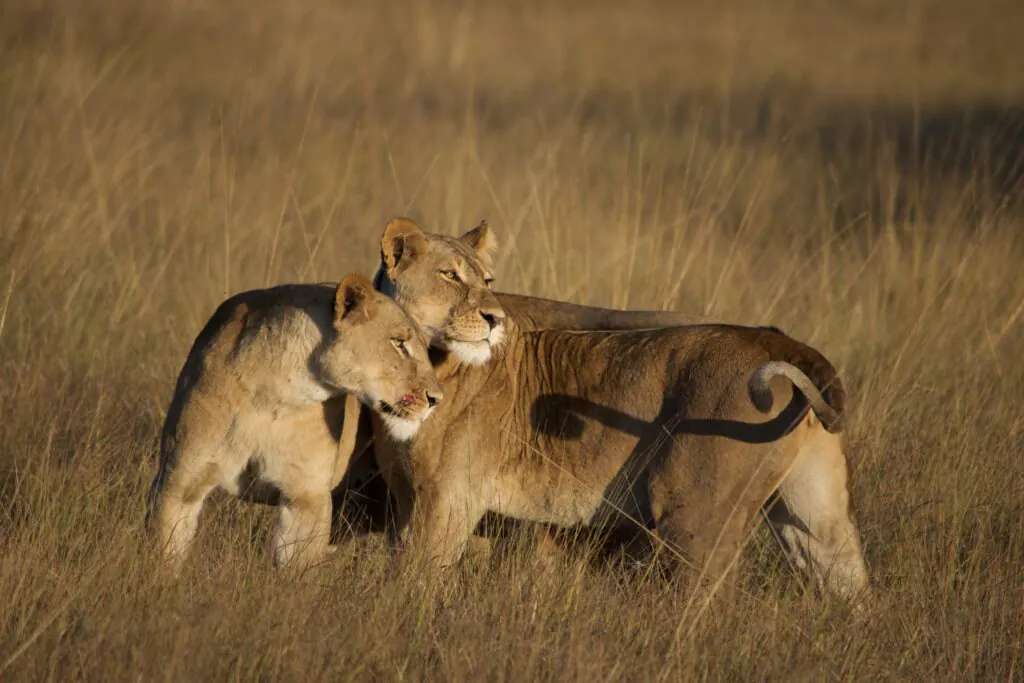 Safari en Zambie : quels parcs et réserves choisir ?