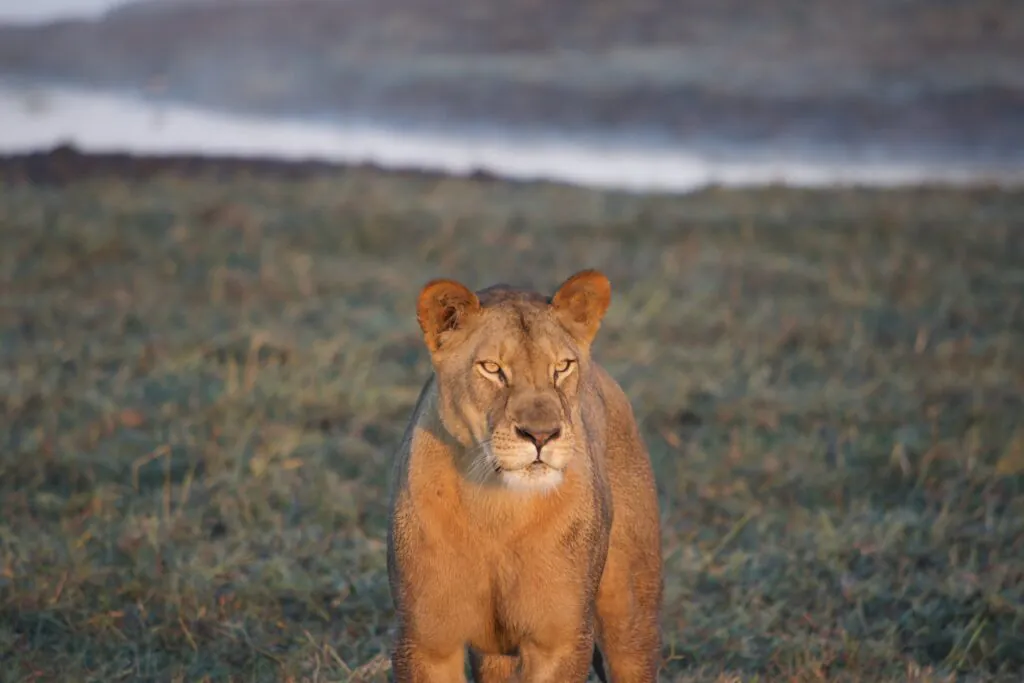 Safari en Zambie : quels parcs et réserves choisir ?