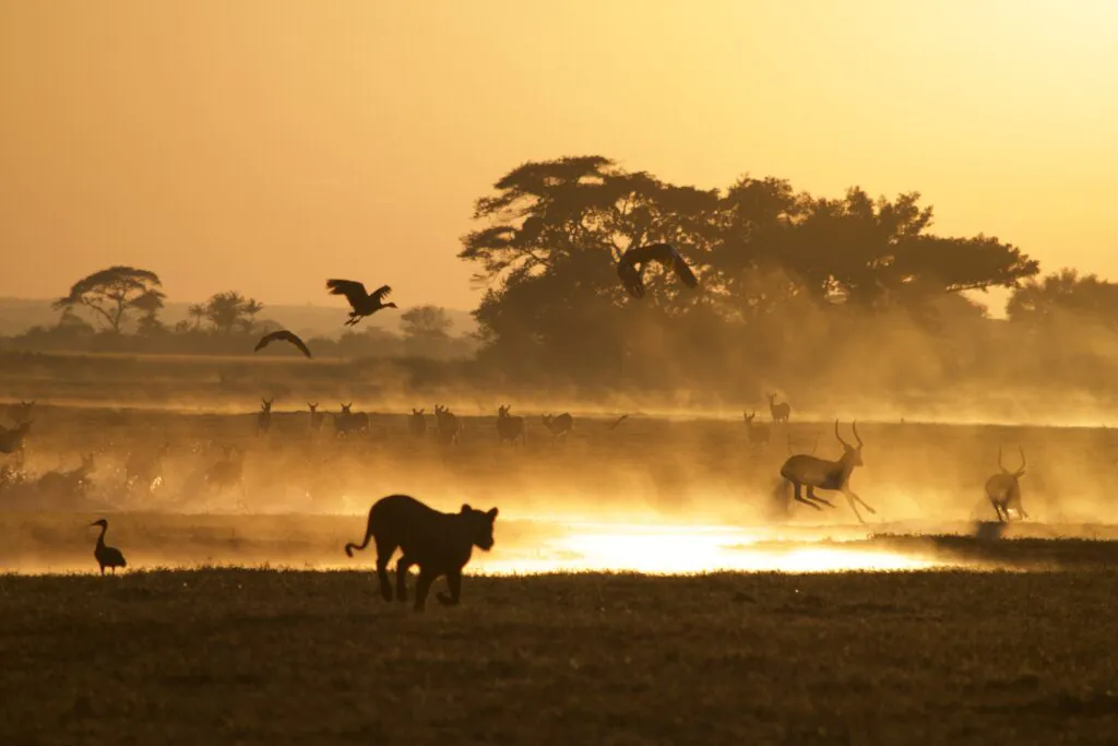 Quand partir en Zambie ? Meilleure période pour un safari