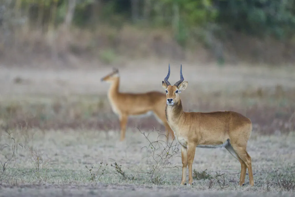 Safari en Zambie : quels parcs et réserves choisir ?