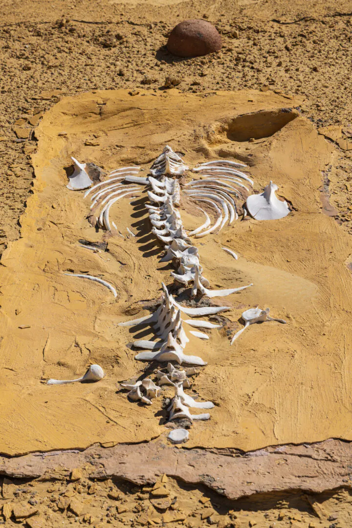 Le Fayoum - Quand le désert était une mer