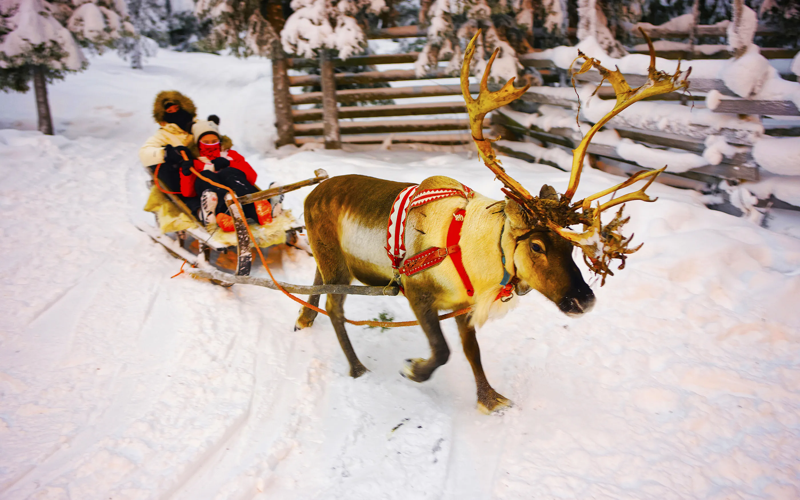 Winter Reindeer sledge racing in Ruka in Lapland in Finland reflex